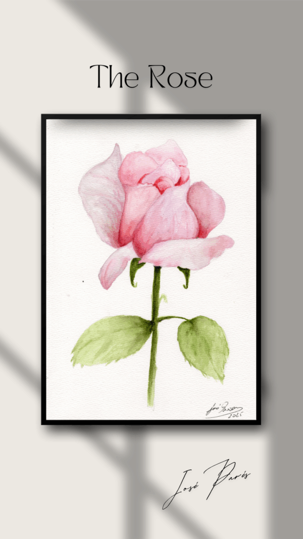 The Rose